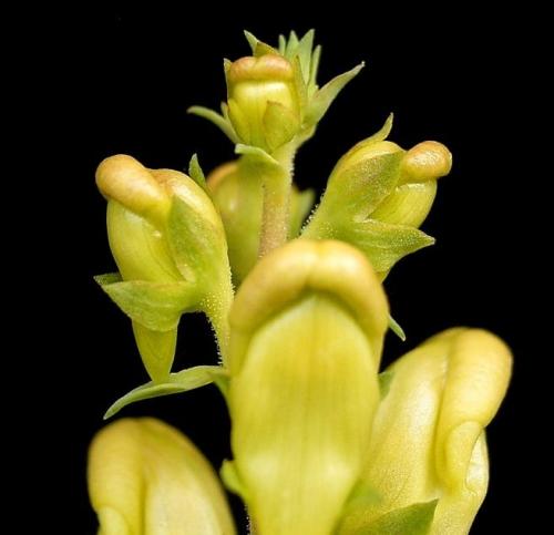 Fleurs cultivées : Linaires