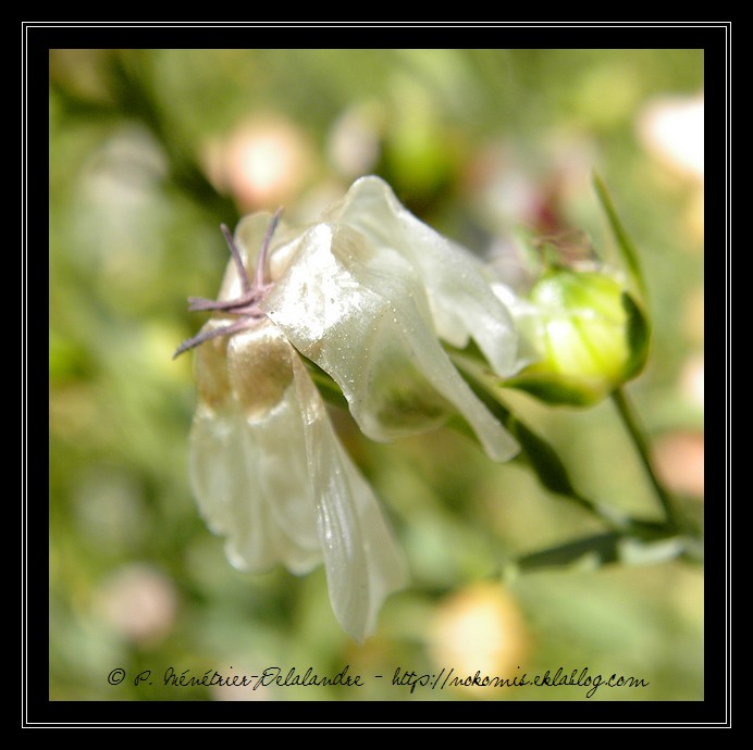 En fleur ou sèche...