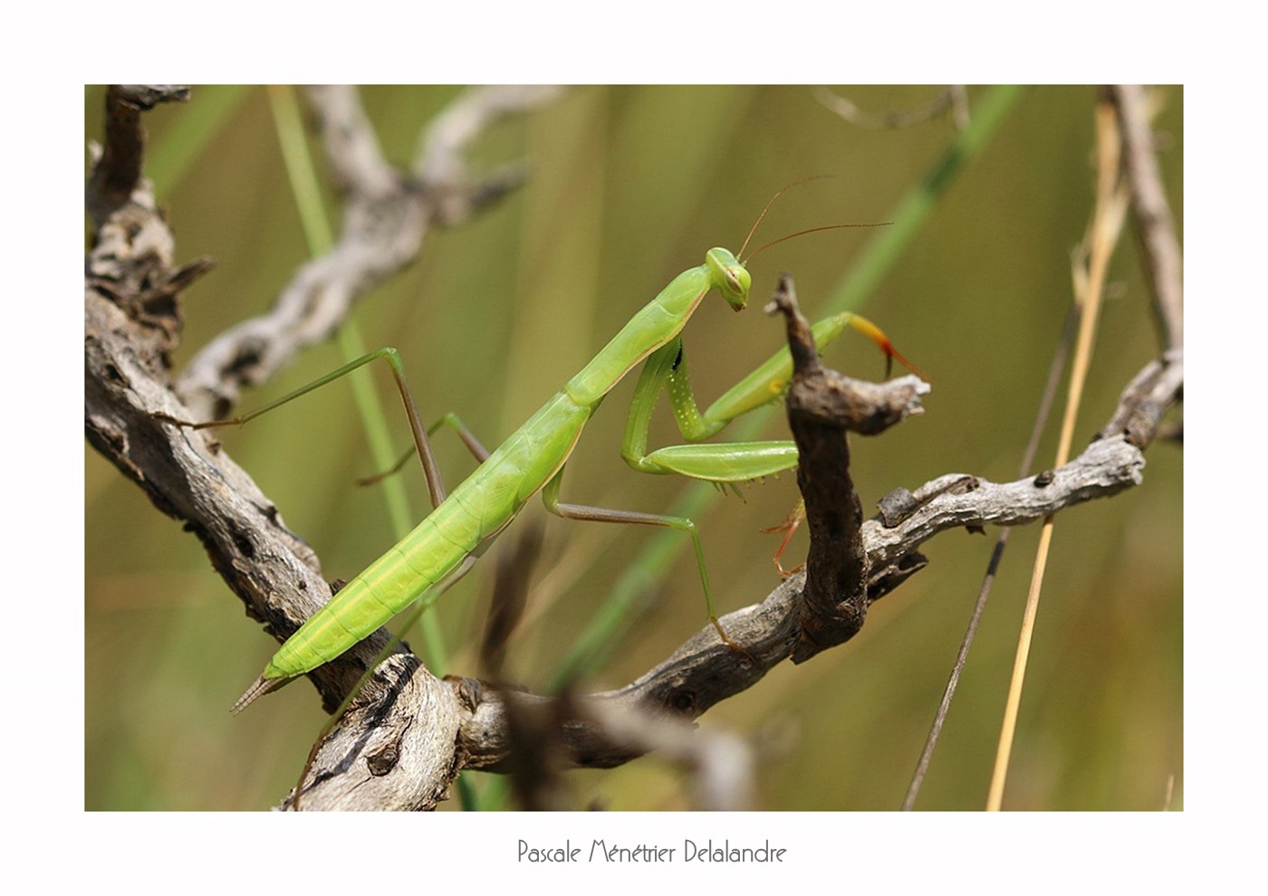Mante religieuse forme verte immature - Mantis religiosa