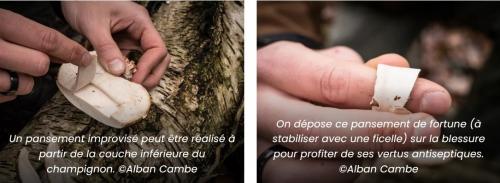 Polypore du bouleau pansement (x2).jpg