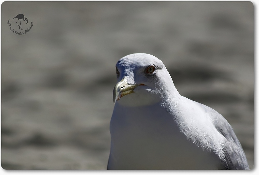 Portrait de Goéland Leucophée bien gourmand !