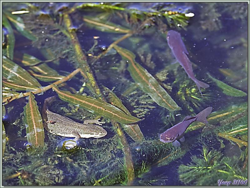 Les tritons de mon bassin avec des alevins et leur cousine grenouille rousse - Lartigau - Milhas - 31