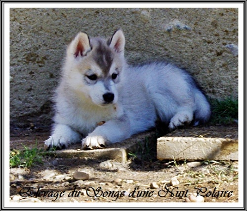 Chiot Husky Femelle 3 (49j)