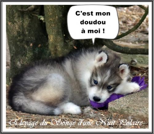 Portée de Lakmé (1er septembre 2023)