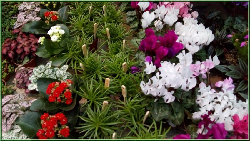 Des photos de plantes prises dans les jardineries(suite)
