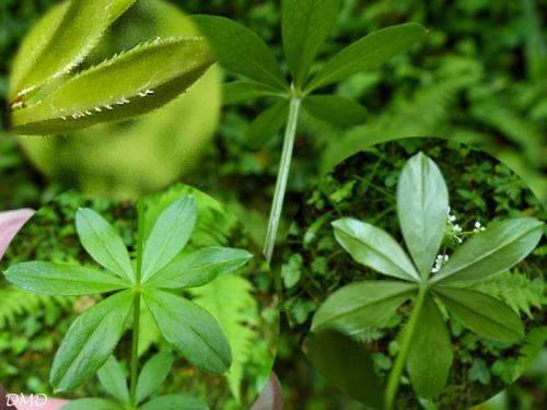 Galium odoratum  -  aspérule odorante