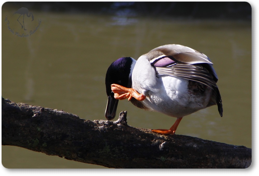 Canard colvert mâle...