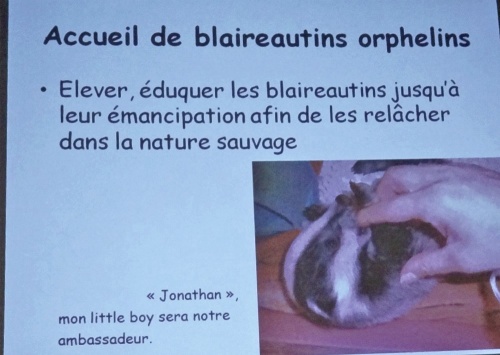 Le blaireau : de l'ombre à la lumière