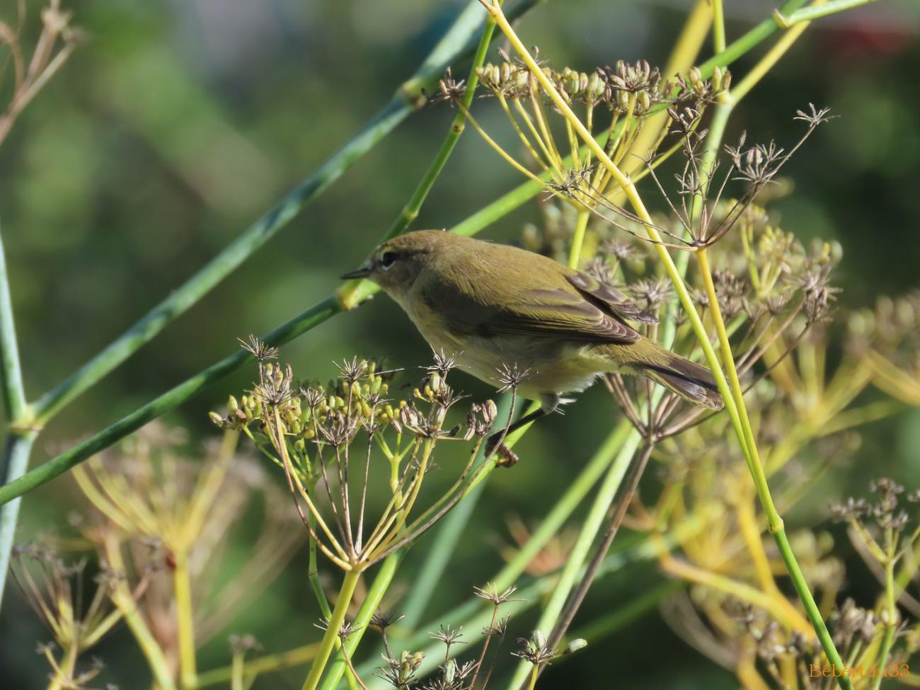 un oiseau dans le jardin 
