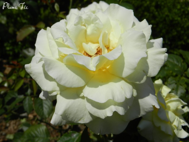 Image002.jpg