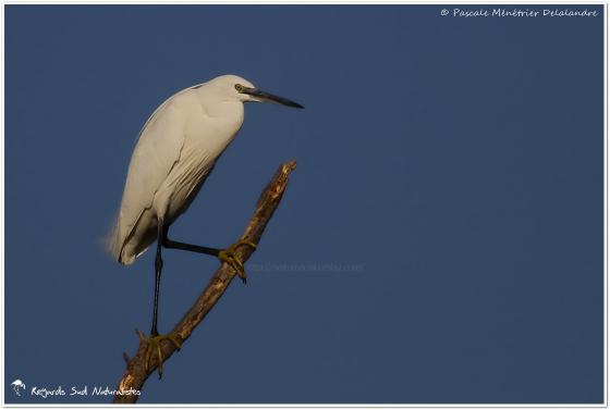 Aigrette garzette