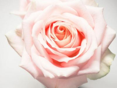 Ma rose....