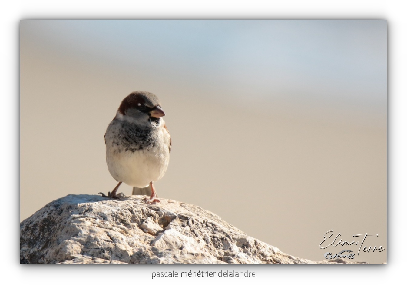 Moineaux domestiques