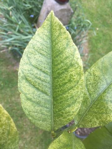 Arbre fruitier  ; Citronnier