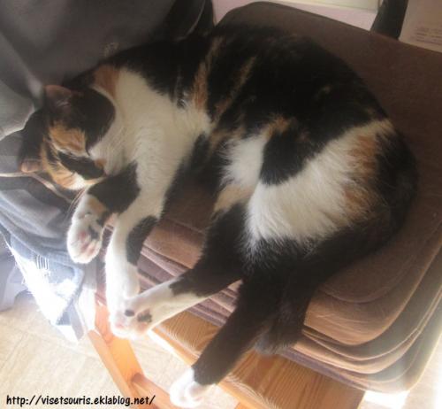 Journée mondiale du chat