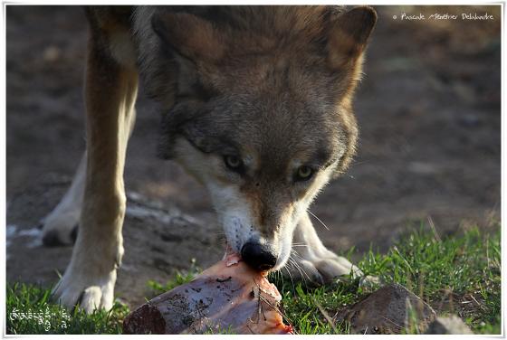 Loups de Sibérie (Canis lupus albus)