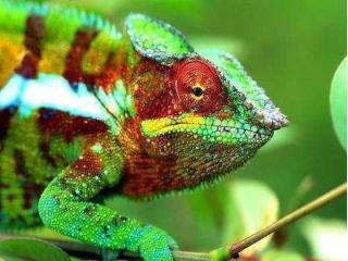 Caméléons drôles de bestioles (2)