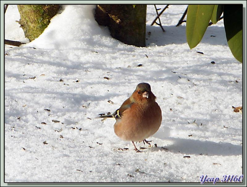 Pinson des arbres (Fringilla coelebs) - Lumix FZ150, zoom 800m, scène NEIGE, 1/100 s, ISO 100, F/5,2 (Faune)