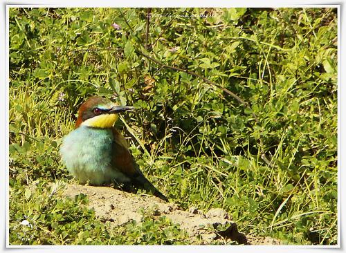 Guêpier d'Europe - Merops apiaster - European Bee-eater