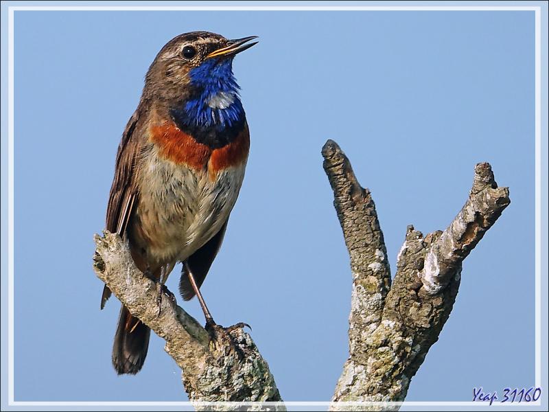 Gorge-bleue à miroir, Bluethroat (Luscinia svecica) - Ars-en-Ré - Ile de Ré - 17