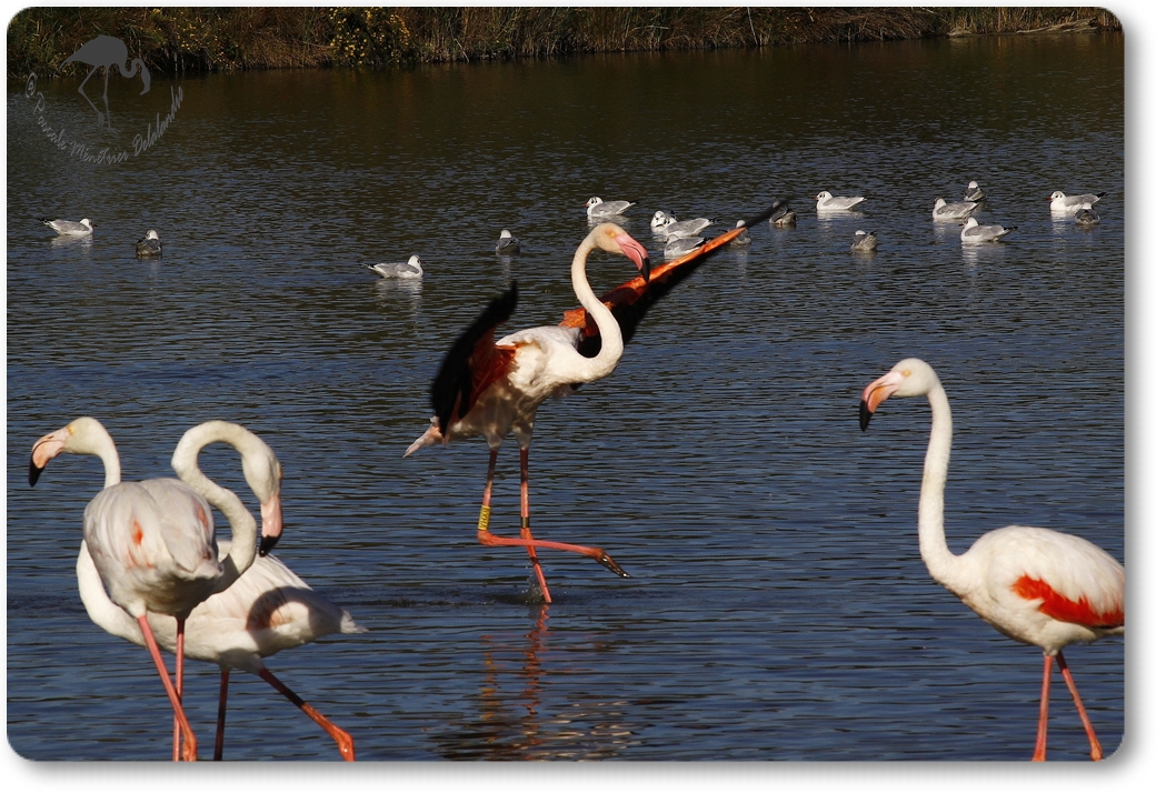 "Atterrissage" de Flamant rose...