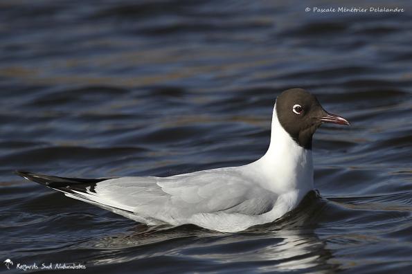 Mouette rieuse