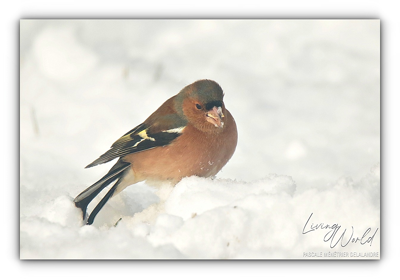Quelques oiseaux un jour de neige...