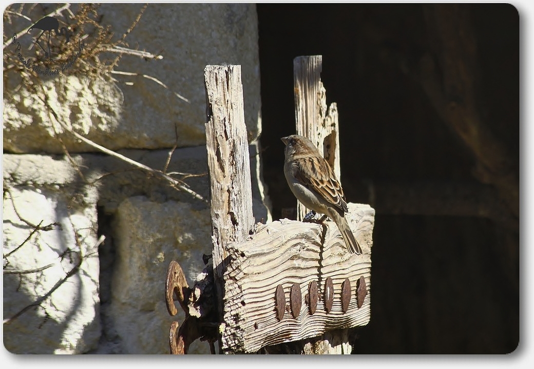 Moineau domestique femelle...