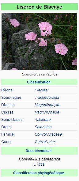 Liseron des cantabriques - Convolvulus cantabrica