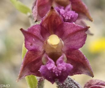 Epipactis atrorubens - épipactis pourpre