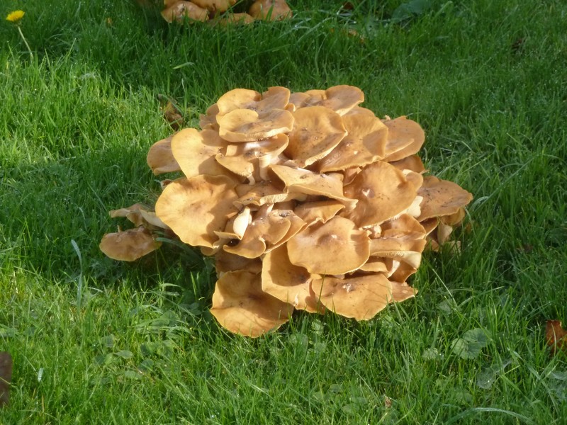 champignons ...