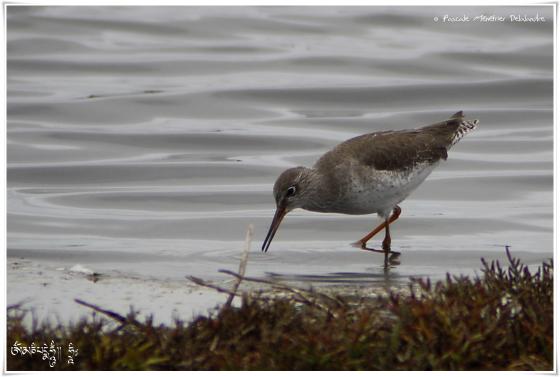Chevalier gambette - Tringa totanus - Common Redshank