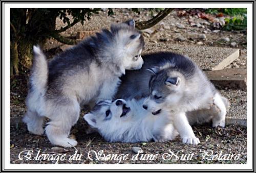 Portée de Felya (3 décembre 2015)