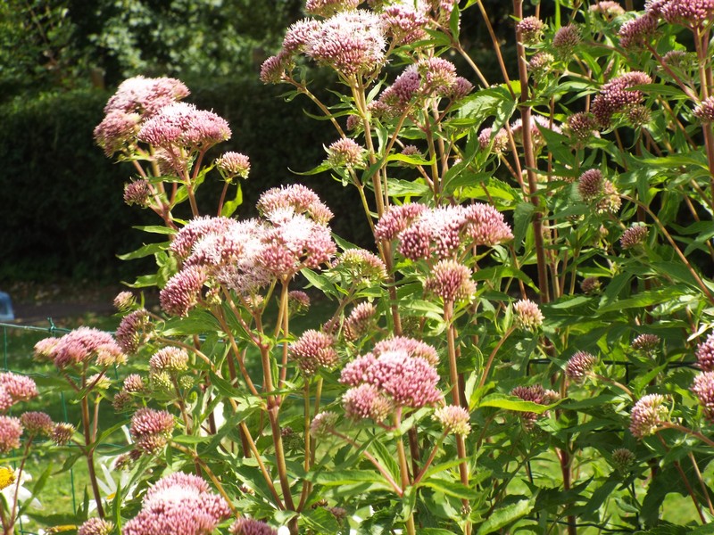 fleurs d'été ...