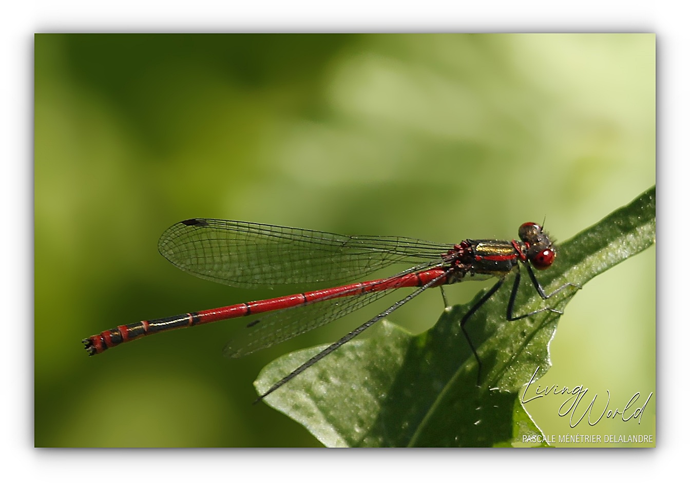 Nymphe au corps de feu - Pyrrhosome nymplula