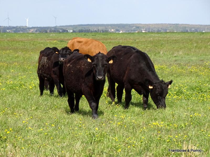 Vaches de race ANGUS ABERDEEN 