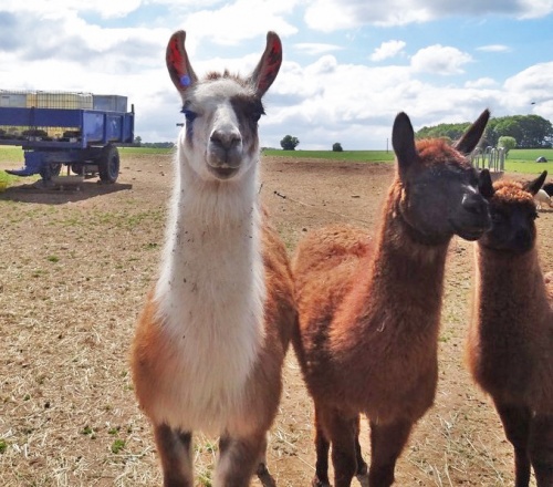 Des lamas à Chamesson