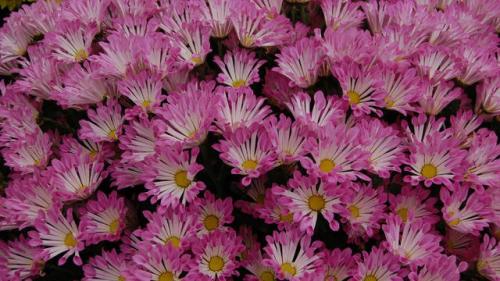 Fleurs de la Toussaint