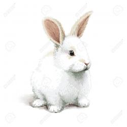 Le lapin blanc.