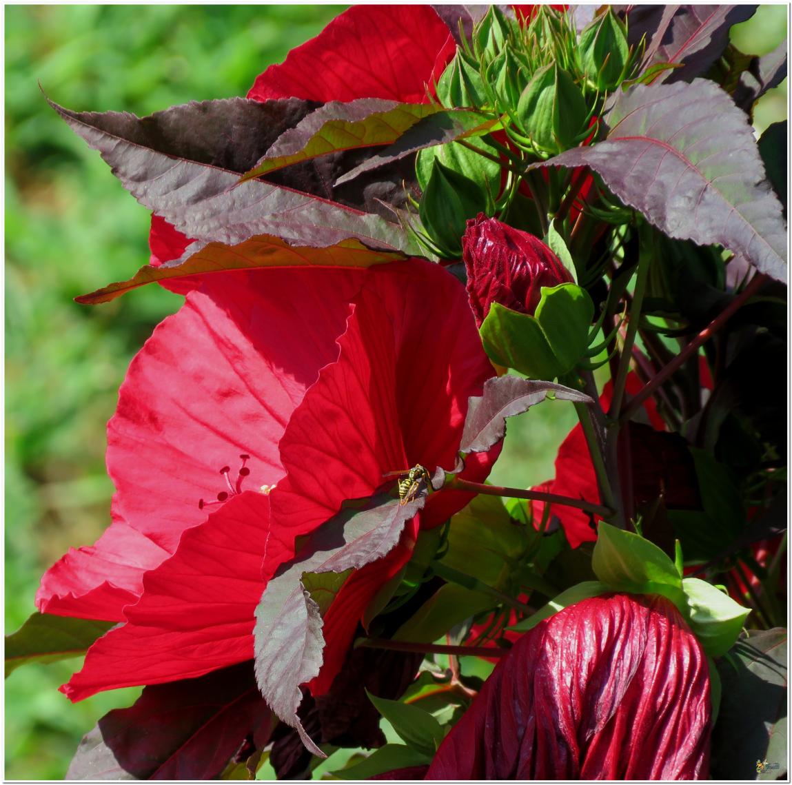 ENCORE ...Hibiscus géant rouge