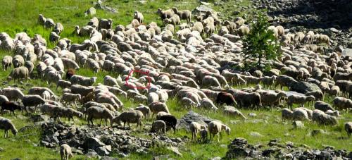 Le lac des Sagnes (Mercantour)