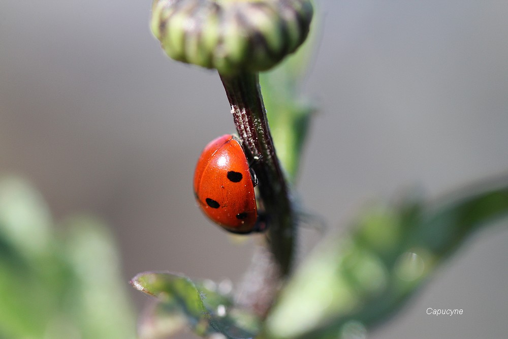 Sortie coccinelle