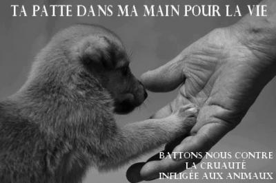 Le coucou du vendredi, haïku, senryû, thème "nos frères animaux"...