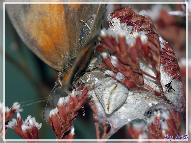 Araignée crabe Thomise enflée (Thomisus onustus) - Originaire de La Couarde - Île de Ré - 17