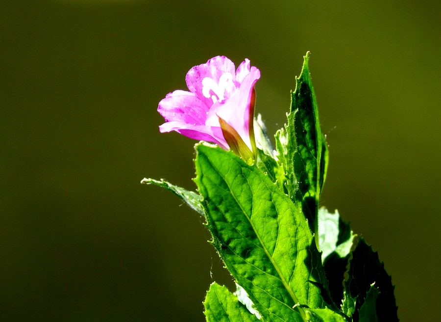 Amiens, ses Hortillons, son parc, la routine quoi ...