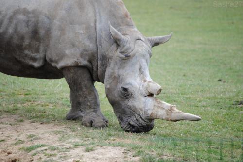 (3) Le rhinocéros blanc.