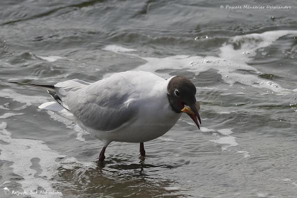 Mouette rieuse