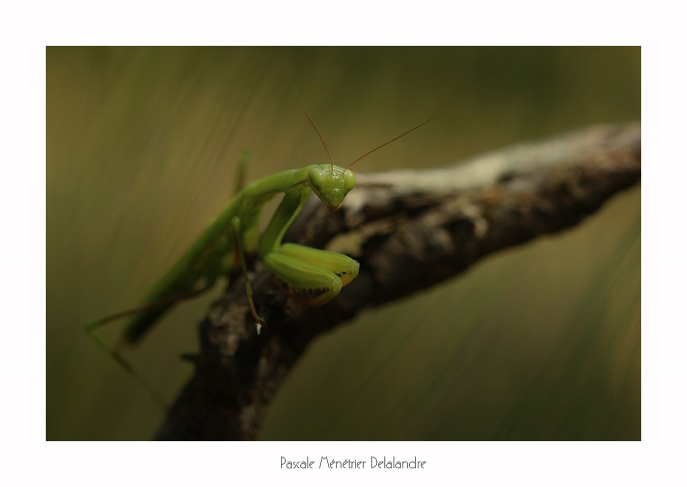 Mante religieuse forme verte immature - Mantis religiosa
