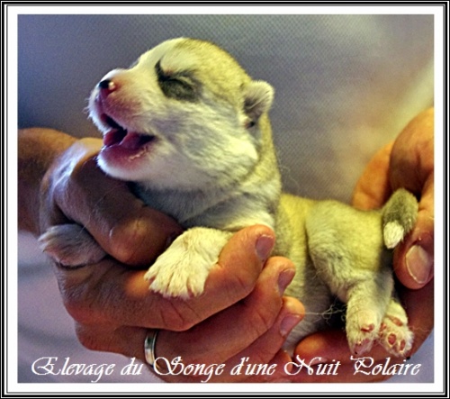Chiot Husky Femelle 4 (5j)