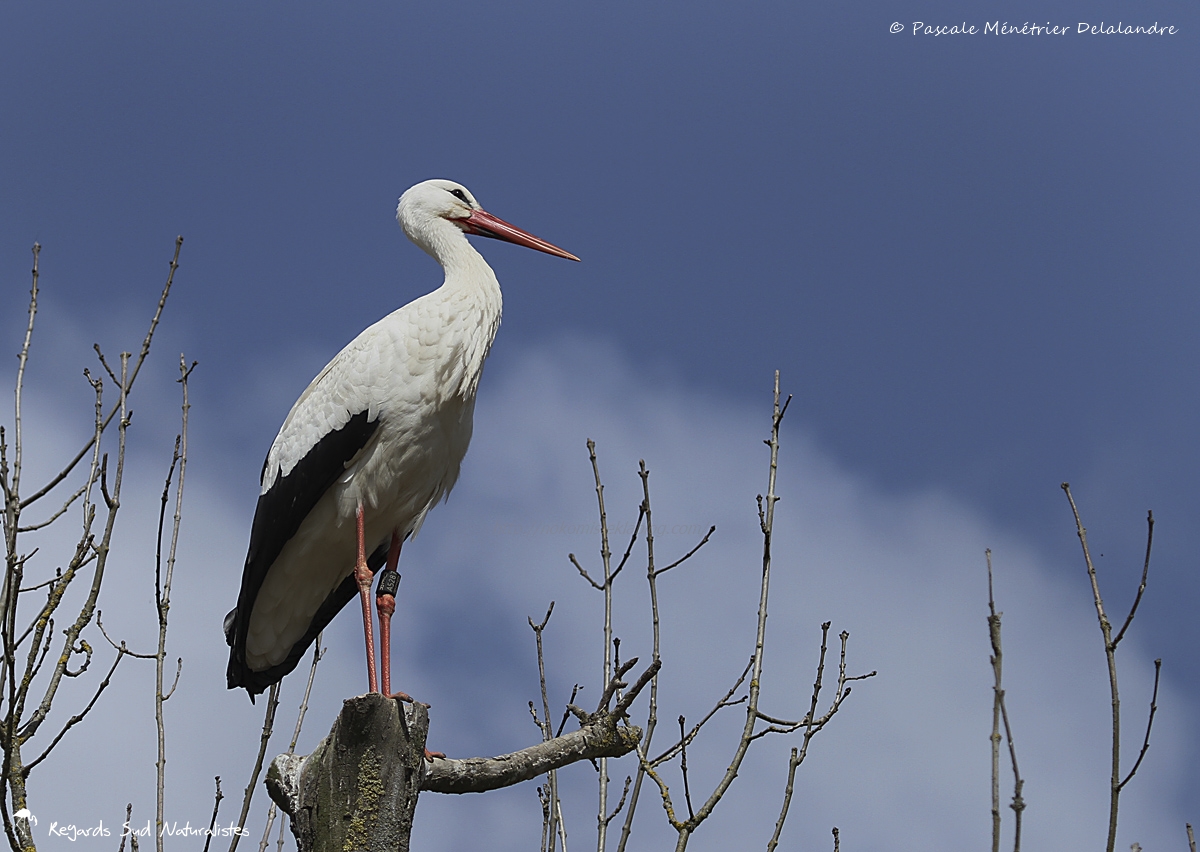 Cigogne blanche